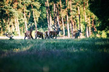 Group of red deer with antlers in velvet in forest meadow.