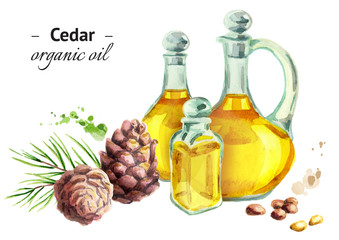 Hand drawn watercolor composition with bottles of Cedar oil and nuts