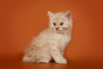 A cute creamy kitten on an orange background. The kitten sits