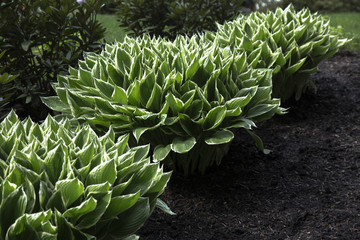 Selective Focus Green and White Patriot Hosta Plants, Soil Ground, Out of Focus Background