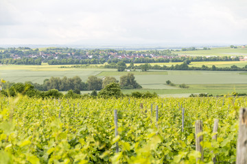 Fototapeta na wymiar winegrowing around Loerzweiler