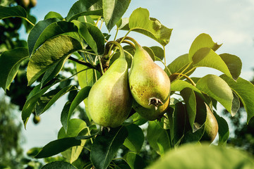 pears on a branch,unripe green pear,Pear tree,Tasty young pear hanging on tree,Summer fruits garden.Crop of pears,Healthy Organic Pears. Juicy flavorful pears of nature background.