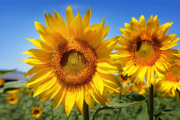Obraz premium Sunflower in foreground, blue background. Two sunflowers in the foreground, horizontal. On blue sky background and green field of sunflowers.