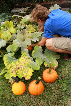 Teen Boy Harvesting pumpkins in a home garden