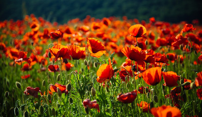 Obraz premium beautiful poppy seed field