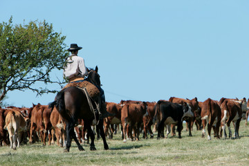 Fazenda de gado