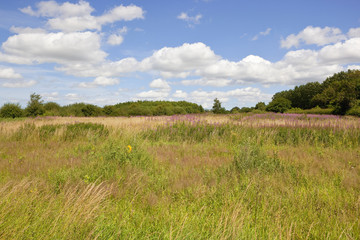 yorkshire wolds wildflowers