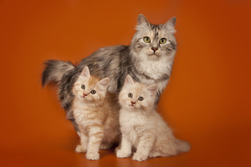 Obraz premium Mom cat and kittens on an orange studio background. The cat family. A cat and two lovely creamy kittens.