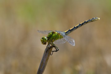 Libellula posata su un rametto secco