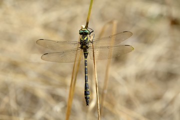 Libellula posata su un ramo