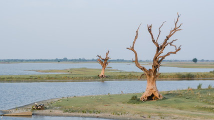 Landscape view of  Taungtaman lake at sunrise, in dry season, with dead trees pointing up, Mandalay, Myanmar.