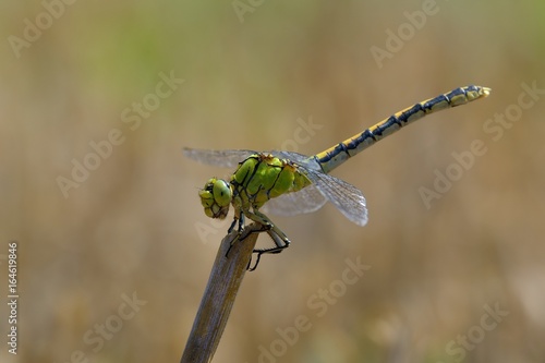 400_F_164619846_pwCr9GH1d7oRIp19KYcIZ6WA3rtbOQm3.jpg