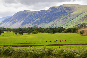 Fototapeta na wymiar Rural landscapes in Lake District National Park, England, stone wall, cows, mountains on the background, selective focus