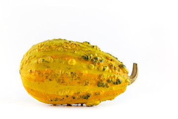 ein einzelner Kürbis (cucurbita) vor weißem Hintergrund als Freisteller