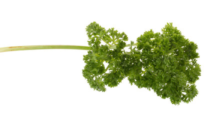 Green leaves of parsley isolated on white background