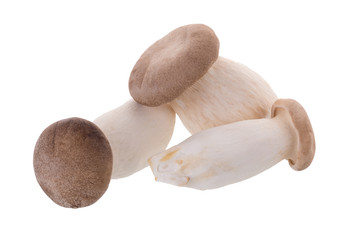 fresh origin mushroom on a white background