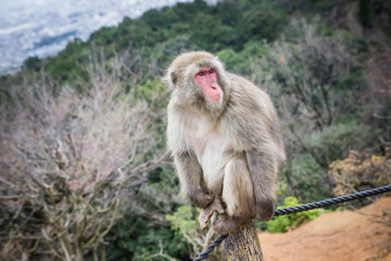 Naklejka premium Macaca monkey looking around. Arashiyama mountain in Japan.