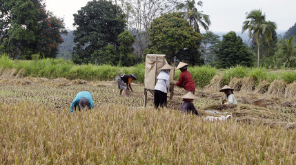Production de Riz dans les rizière de Bali en Indonésie
