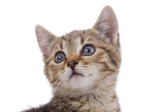 portrait chaton tigr&eacute; sur fond blanc