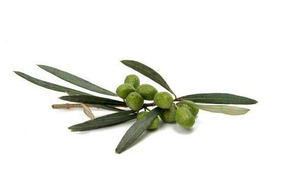 Branch with green olives