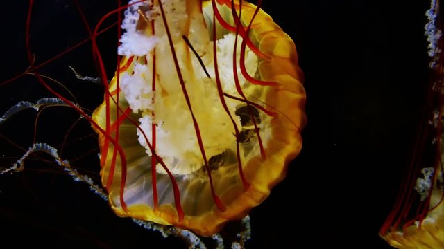 Closeup view of a large jellyfish in 4K