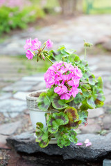 Pink geranium (pelargonium) in the garden