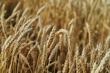 Fototapeta premium Farm, farming, wheat field, harvest, summer, autumn