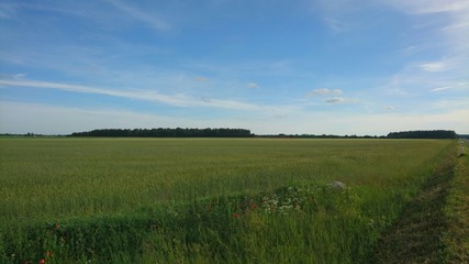 Blue sky over field of agriculture near forest