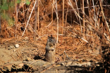 Grauhörnchen macht Männchen