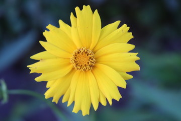 Yellow flower