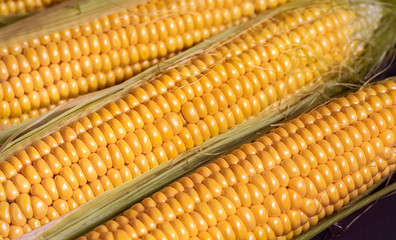 Fresh corn on cobs against  closeup