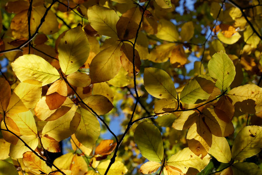Autumn beech leaves on a sunny day. Backlight. Background.