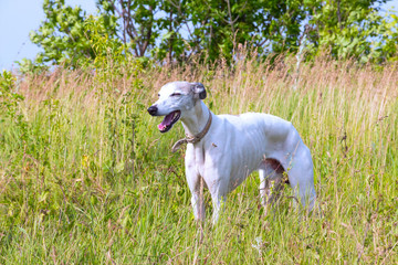 Obraz na płótnie Canvas English greyhound standing in the grass on a green meadow