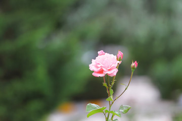 Pink rose