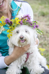 Maltese dog in the countryside

