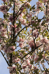 Kirschblüte Baum Blüten Rosa