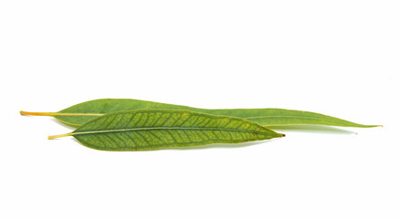 Obraz premium Eucalyptus leaves
