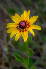 Black-Eyed Susan With Bee