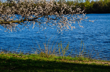 Branch of the blossoming apricot tree against blue sky
