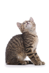 portrait chaton tigré sur fond blanc regardant vers le haut