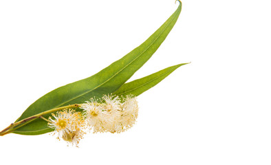 Fototapeta premium Eucalyptus leaves