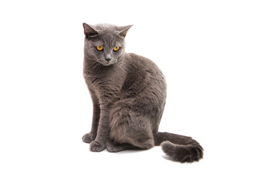 British shorthair grey cat isolated