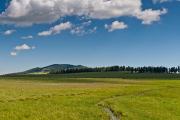 White Mountain Meadow