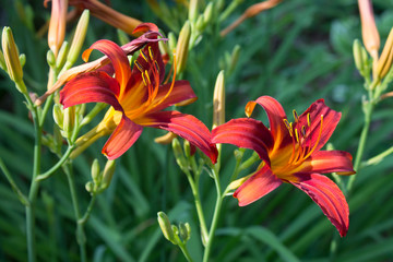 Daylilies in the Summer Garden