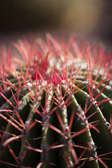 Naklejka na ściany i meble This barrel cactus at the Desert Botanical Garden in Phoenix shows off its red spines.