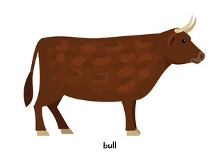 Bull farm animal