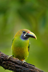 Exotic bird, tropic forest. Small toucan. Blue-throated Toucanet, Aulacorhynchus prasinus, green toucan bird in the nature habitat, exotic animal in tropical forest, Mexico. Wildlife scene from nature