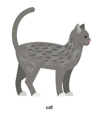 Domestic cat farm animal