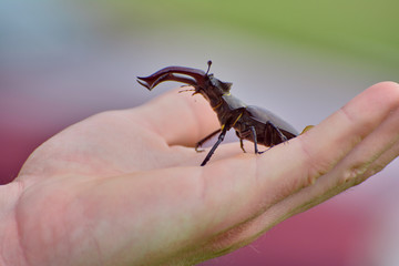 Stag beetle (Lucanus cervus) on a hand