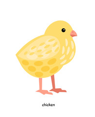 Chicken farm bird 